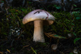 Hygrophorus erubescens