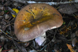 Russula benwooii