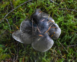 Tricholoma griseoviolaceum