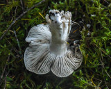 Tricholoma griseoviolaceum