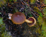 Cortinarius smithii