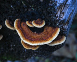 Gloeophyllum sepiarium