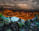 Pycnoporellus fulgens