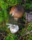 Hygrophorus camarophyllus