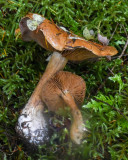 Cortinarius multiformis