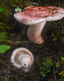 Hygrophorus capreolarius