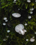 Panellus mitis