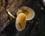 Pluteus exilis
