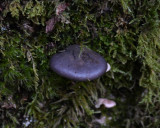 Sarcomyxa serotina