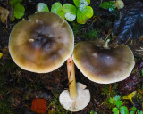 Tricholoma saponaceum