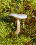 Clitocybe fragrans