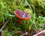 Lactarius rufus