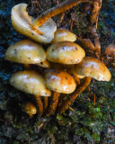 Pholiota lubrica