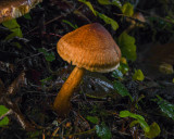 Tricholoma vaccinum