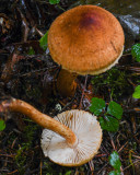 Tricholoma vaccinum