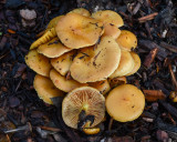 Pholiota spumosa