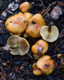 Pholiota spumosa