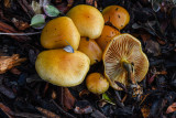 Pholiota spumosa