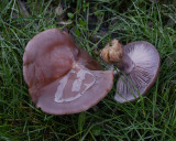 Collybia nuda