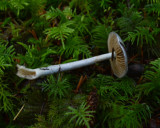 Cortinarius salor