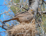 Curve-billed Thrasher