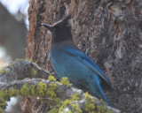 Stellers Jay