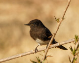 Black phoebe