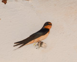 Swifts and Swallows