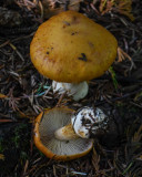 Cortinarius multiformis