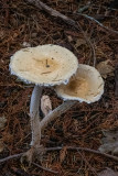 Stropharia ambigua