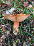 Lactarius tabidus