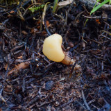 Fungi of the Pacific Northwest