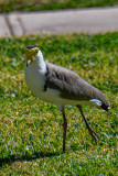 Masked Lapwing 