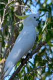 Sulphur-crested Cockatoo