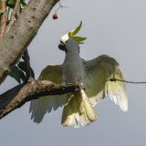 Sulphur-crested Cockatoo