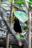 Rainbow Pitta