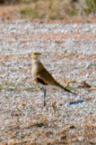 Australian Pratincole