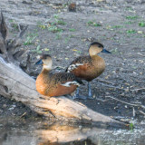 Wandering Whistling-Ducks