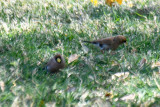 Masked Finches