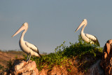 Australian Pelicans