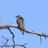 Horsfields Bronzed-Cuckoo
