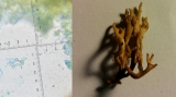 Ramaria curta with oak & hawthorn Beeston Sidings Nottingham Tricia Rice Nov.2020.png