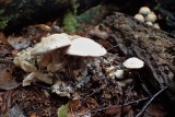 Volvariella surrecta on Clitocybe nebularis Clumber Park Worksop 2019-10-24 AK  - Copy.JPG