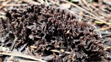 Thelephora palmata in soil with pines Clumber Park Worksop Notts 2020-8-29 AK  - Copy.JPG