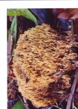 Ramaria flaccida under Lawson Cypress, spores (6)6.5-8.5(9) x 3-4(5) microns Bestwood CP Nottingham 2019-12-2 CL.JPG