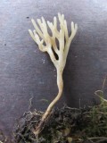 Ramariopsis subtilis in Hucknall lawn Notts 2020-10-27.JPG