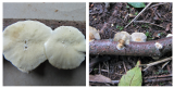 Trametes pubescens 002 on hazel twig Eaton Wood NR Notts 2020-9-26.png