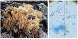 Ramaria decurrens 001 in soil or from buried wood Windmill Lane Worksop Notts 2021-1-2 AK.png