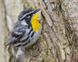 Paruline à gorge jaune / Yellow-throated Warbler