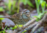 Bruants / Sparrows